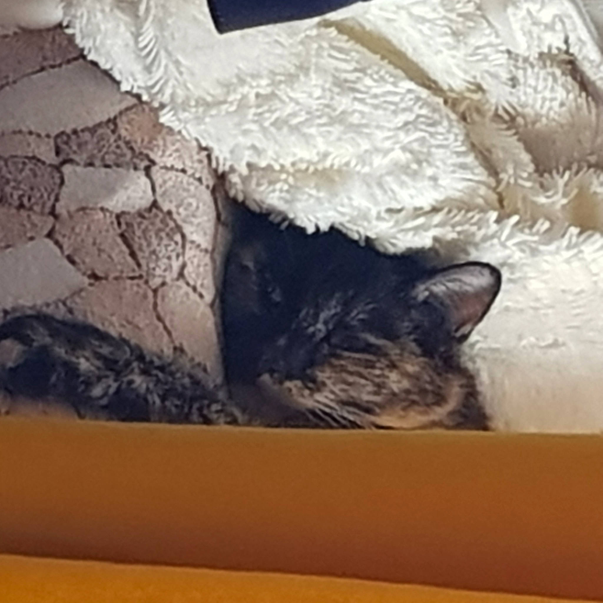 Aiza a rejoint le concours — aidez-le/la à gagner de superbes lots ! bedding, carnivore, cat, cloud, comfort, domestic_short_haired_cat, felidae, fur, linens, mammal, nap, room, sky, small_to_medium_sized_cats, square, tail, vertebrate, whiskers, window, wood