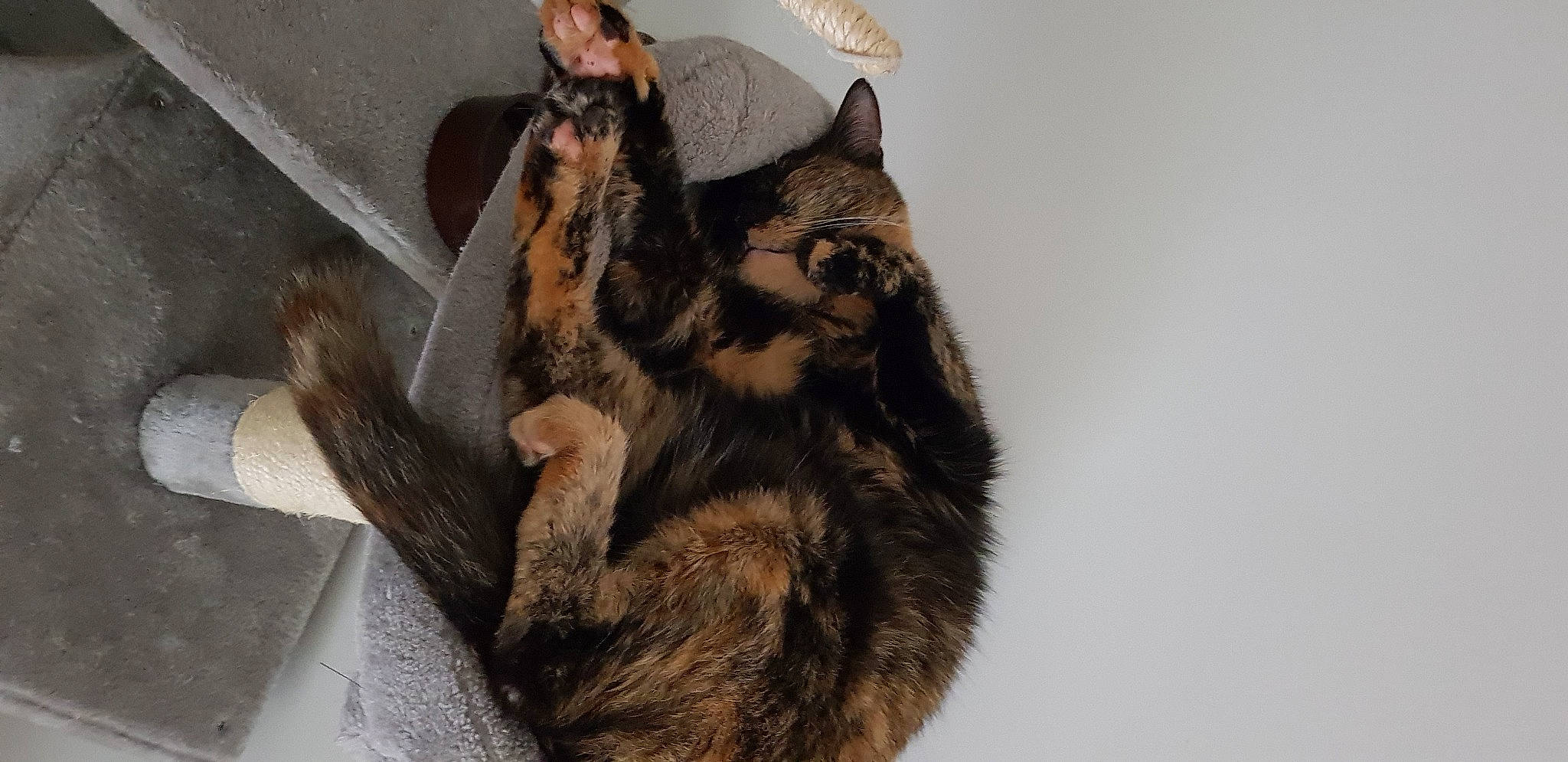 Aiza a rejoint le concours — aidez-le/la à gagner de superbes lots ! black_cat, canidae, carnivore, cat, claw, dog_breed, domestic_short_haired_cat, ear, eye, felidae, fur, gesture, mammal, paw, small_to_medium_sized_cats, snout, tail, terrestrial_animal, vertebrate, whiskers