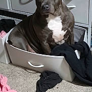 Ella is registered to the contest to win money with this photo: dog, drawer, carpet, clothing, furniture, indoor, pet, white_chest, brown_dog, dresser, fabric, household, floor, black_clothing, pink_clothing, orange_plaid_cloth, container, relaxed, sitting, room