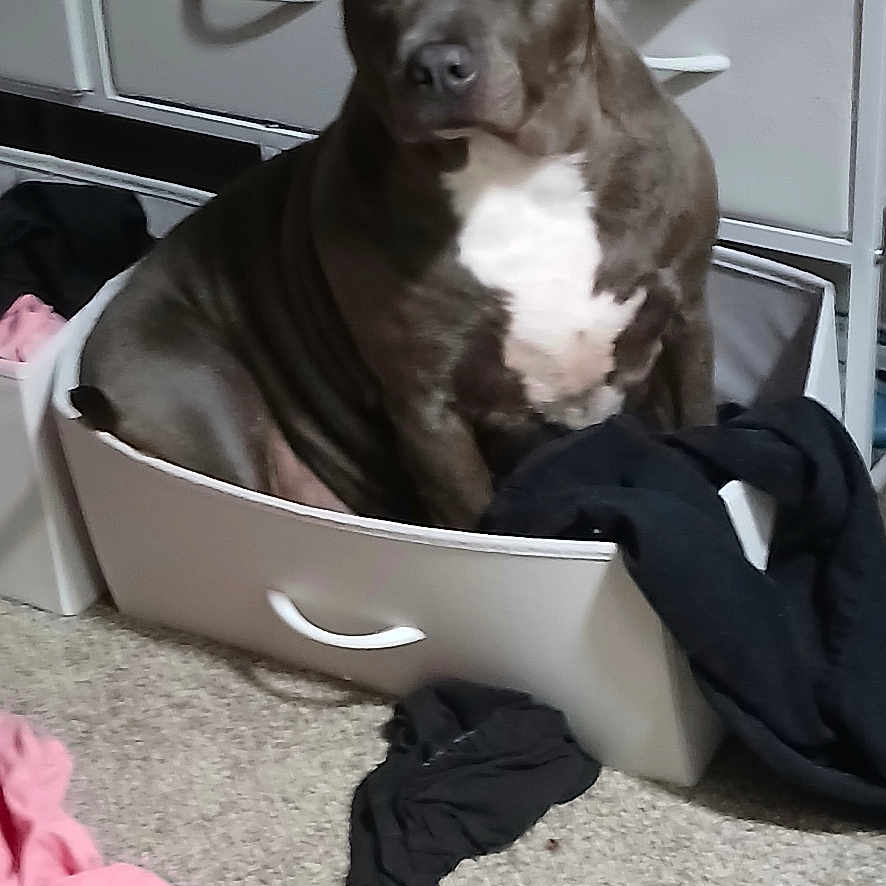 Ella is registered to the contest to win money with this photo: black_clothing, brown_dog, carpet, clothing, container, dog, drawer, dresser, fabric, floor, furniture, household, indoor, orange_plaid_cloth, pet, pink_clothing, relaxed, room, sitting, white_chest