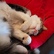 Merlin participe au concours pour gagner de l'argent avec cette photo : cat, sleeping, pillow, red_pillow, close_up, feline, whiskers, fur, pink_nose, paw, resting, cute, domestic_cat, indoor, cozy, relaxed, pet, animal, mammal, tabby