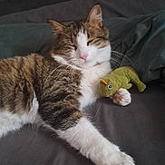 Merlin participe au concours pour gagner de l'argent avec cette photo : cat, tabby, white_fur, sleeping, paw, stuffed_toy, green_toy, bed, blanket, cozy, indoor, pet, whiskers, relaxed, feline, close_up, cute, animal, fur, resting