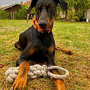 Arlo a rejoint le concours — aidez-le/la à gagner de superbes lots ! dog, doberman, pet, black_and_tan, orange_collar, rope_toy, outdoor, yard, grass, sitting, portrait, animal, canine, floppy_ears, brown_eyes, large_dog, playful, backyard, trees, house
