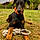 Arlo