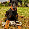 dog, doberman, pet, black_and_tan, orange_collar, rope_toy, outdoor, yard, grass, sitting, portrait, animal, canine, floppy_ears, brown_eyes, large_dog, playful, backyard, trees, house
