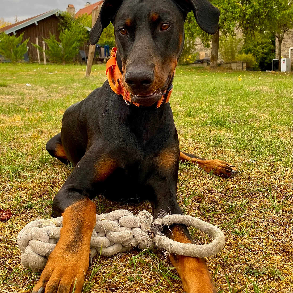 Arlo