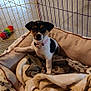 puppy, dog_bed, blanket, playpen, toy, collar, indoor, tile_floor, pet, animal, young_dog, brown, white, black, cute, resting, cozy, furniture, home, small_dog