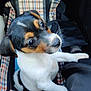 Apy participe au concours pour gagner de l'argent avec cette photo : puppy, dog, tricolor, pet, animal, cute, young, canine, indoor, carrier, plaid, fabric, soft, closeup, looking_up, small, whiskers, ears, nose, eyes