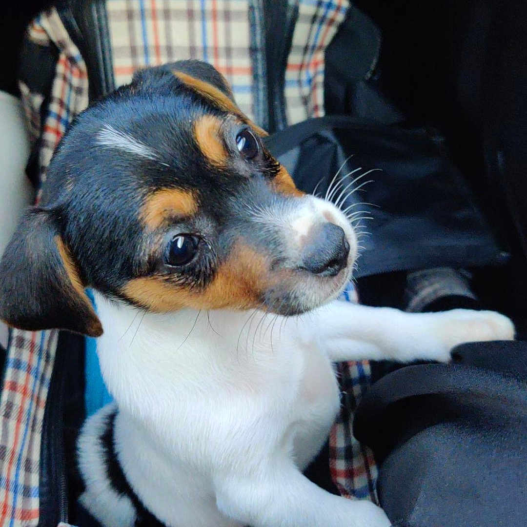 Apy participe au concours pour gagner de l'argent avec cette photo : animal, canine, carrier, closeup, cute, dog, ears, eyes, fabric, indoor, looking_up, nose, pet, plaid, puppy, small, soft, tricolor, whiskers, young