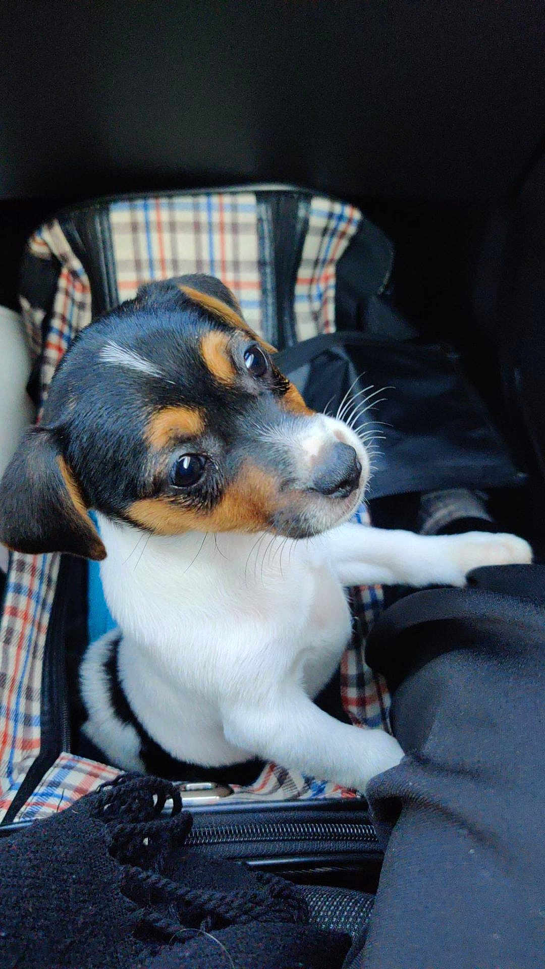 Apy participe au concours pour gagner de l'argent avec cette photo : puppy, dog, tricolor, pet, animal, cute, young, canine, indoor, carrier, plaid, fabric, soft, closeup, looking_up, small, whiskers, ears, nose, eyes