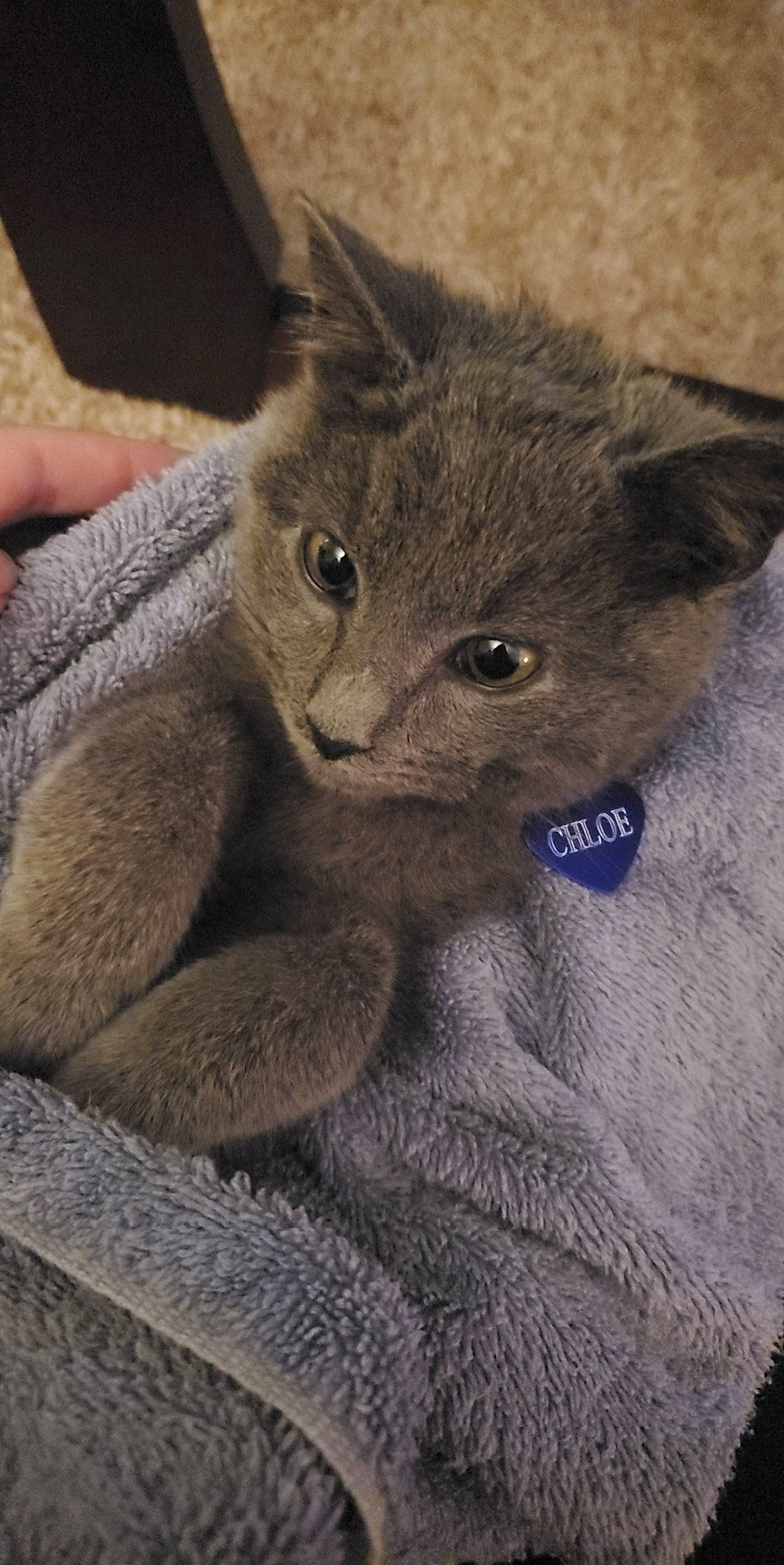 Chloe joined the competition — help win amazing prizes! british_shorthair, burmese, carnivore, cat, chartreux, domestic_short_haired_cat, fawn, felidae, german_rex, kitten, korat, mammal, nebelung, russian_blue, small_to_medium_sized_cats, vertebrate, whiskers