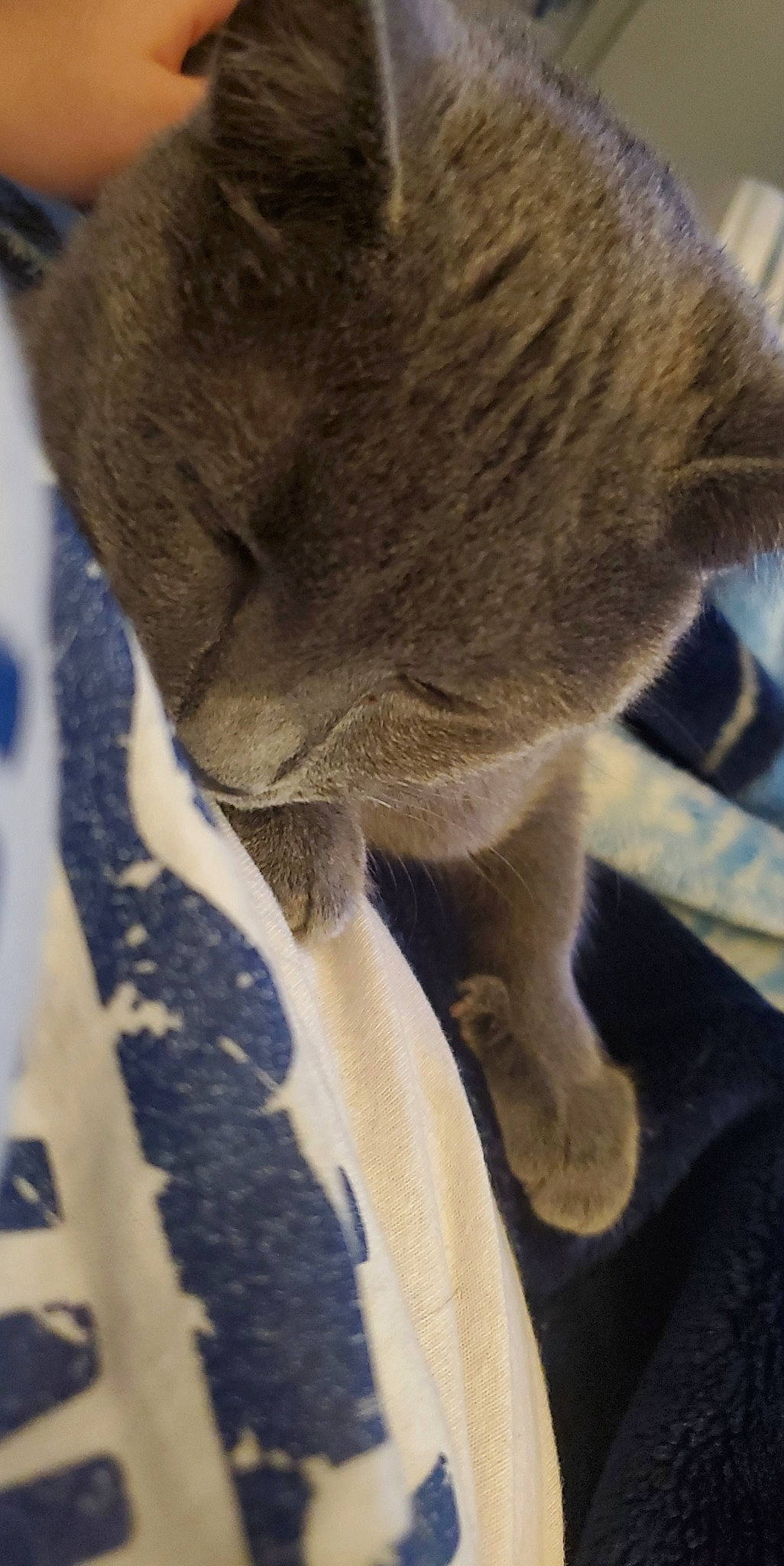 Chloe is registered to the contest to win money with this photo: british_shorthair, burmese, carnivore, cat, chartreux, domestic_short_haired_cat, fawn, felidae, fur, korat, russian_blue, small_to_medium_sized_cats, snout, tail, whiskers