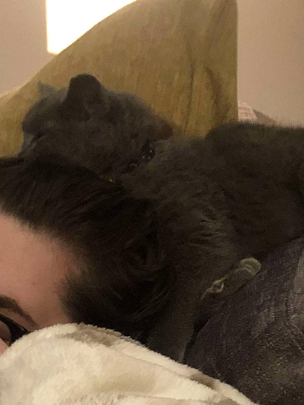 Chloe is registered to the contest to win money with this photo: black_hair, fur, hair, long_hair