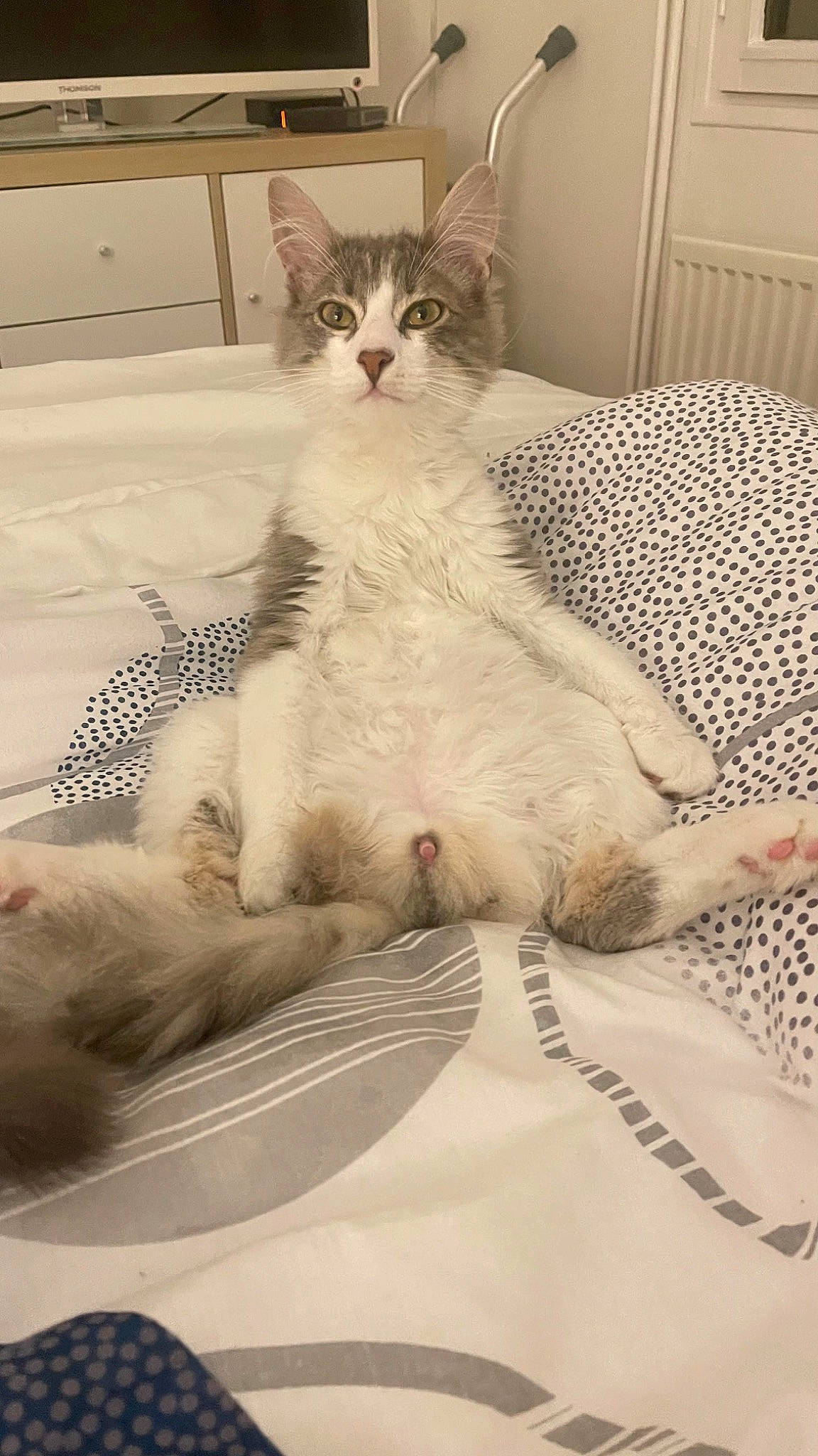 Socquette a rejoint le concours — aidez-le/la à gagner de superbes lots ! bed, bed_sheet, bedding, cabinetry, carnivore, cat, comfort, domestic_short_haired_cat, drawer, felidae, flooring, fur, linens, pattern, paw, small_to_medium_sized_cats, snout, tail, terrestrial_animal, whiskers