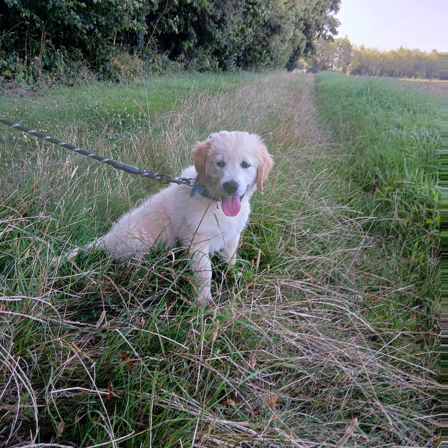 Aldo a rejoint le concours — aidez-le/la à gagner de superbes lots ! animal, cute, dog, field, golden_retriever, grass, greenery, happy, leash, nature, outdoor, path, pet, playful, puppy, summer, tongue_out, trees, walk, young