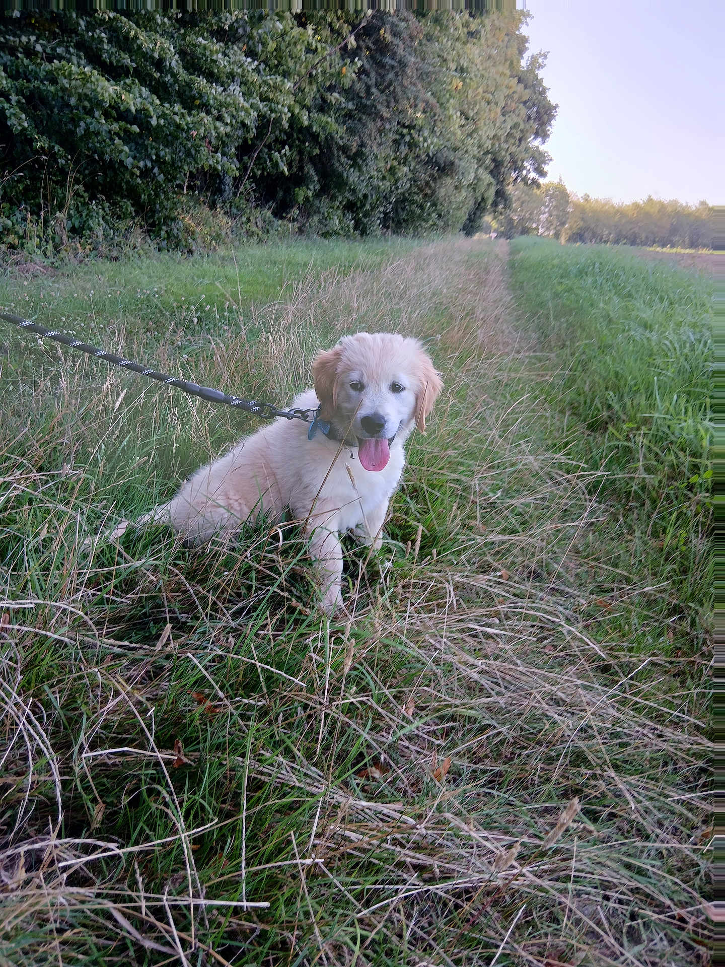 Aldo