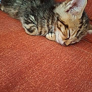 Crevette participe au concours pour gagner de l'argent avec cette photo : kitten, cat, sleeping, couch, indoor, tabby, feline, pet, cozy, nap, fur, whiskers, cute, resting, animal, domestic, small, young, soft, relaxed