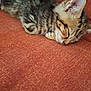 kitten, cat, sleeping, couch, indoor, tabby, feline, pet, cozy, nap, fur, whiskers, cute, resting, animal, domestic, small, young, soft, relaxed