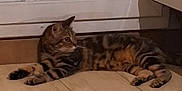 Crevette a rejoint le concours — aidez-le/la à gagner de superbes lots ! cat, tabby, animal, pet, indoor, floor, tile, fur, striped, whiskers, relaxed, laying_down, curious, ears, paws, side_view, mammal, quiet, home, resting