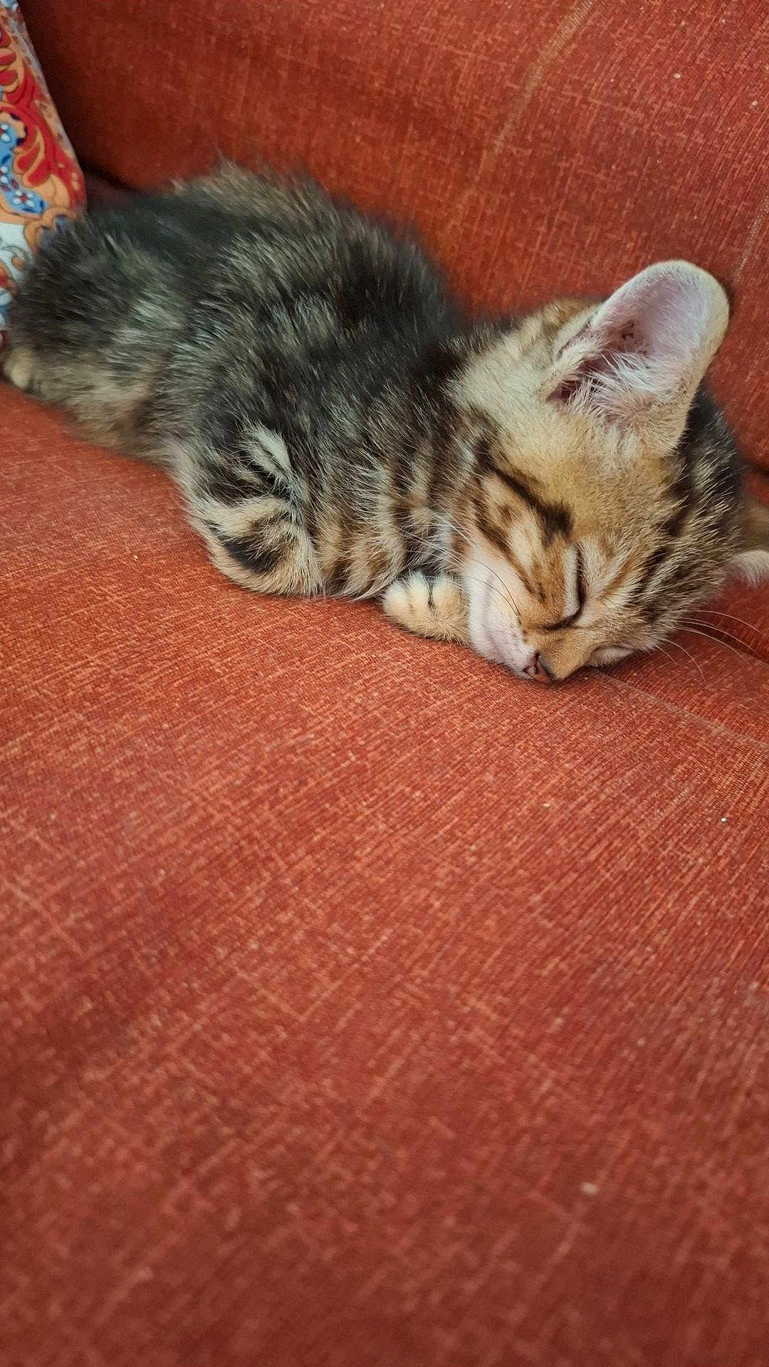 Crevette participe au concours pour gagner de l'argent avec cette photo : kitten, cat, sleeping, couch, indoor, tabby, feline, pet, cozy, nap, fur, whiskers, cute, resting, animal, domestic, small, young, soft, relaxed