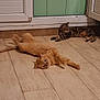 Crevette participe au concours pour gagner de l'argent avec cette photo : cat, orange_cat, tabby_cat, floor, wooden_floor, door, green_door, indoor, pet, animal, relaxed, lying_down, curious, feline, domestic_animal, two_cats, home, quiet, resting, companion