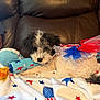 Lainey is registered to the contest to win money with this photo: puppy, dog, plush_toy, rocket_toy, blanket, star_pattern, tutu, red_white_blue, leather_couch, indoor, pet, cute, small_dog, fur, lying_down, chewing, cozy, festive, domestic_animal, colorful
