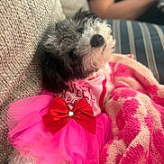 Lainey is registered to the contest to win money with this photo: dog, pet, cute, pink, red_bow, blanket, couch, fur, fluffy, relaxed, indoor, cozy, clothing, tutu, black_and_white, small_dog, soft_texture, home, portrait, animal