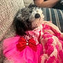 dog, pet, cute, pink, red_bow, blanket, couch, fur, fluffy, relaxed, indoor, cozy, clothing, tutu, black_and_white, small_dog, soft_texture, home, portrait, animal