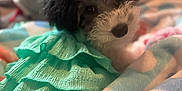 Lainey is registered to the contest to win money with this photo: animal, blanket, colorful, comfort, cozy, cute, dog, domestic, dress, fabric, fur, indoor, laying, mammal, pet, portrait, puppy, ruffles, soft, young