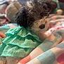 Lainey is registered to the contest to win money with this photo: puppy, dog, pet, fur, cute, blanket, fabric, dress, ruffles, colorful, indoor, cozy, animal, mammal, young, portrait, soft, comfort, laying, domestic