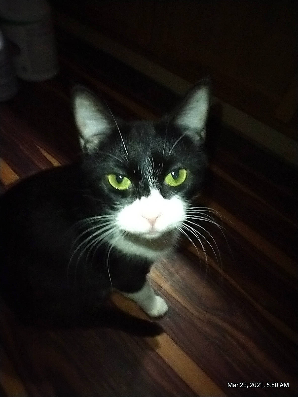 Dora is registered to the contest to win money with this photo: black_cat, carnivore, cat, comfort, darkness, domestic_short_haired_cat, eye, felidae, flooring, foot, fur, hair, hardwood, monochrome_photography, small_to_medium_sized_cats, snout, tail, terrestrial_animal, whiskers, wood