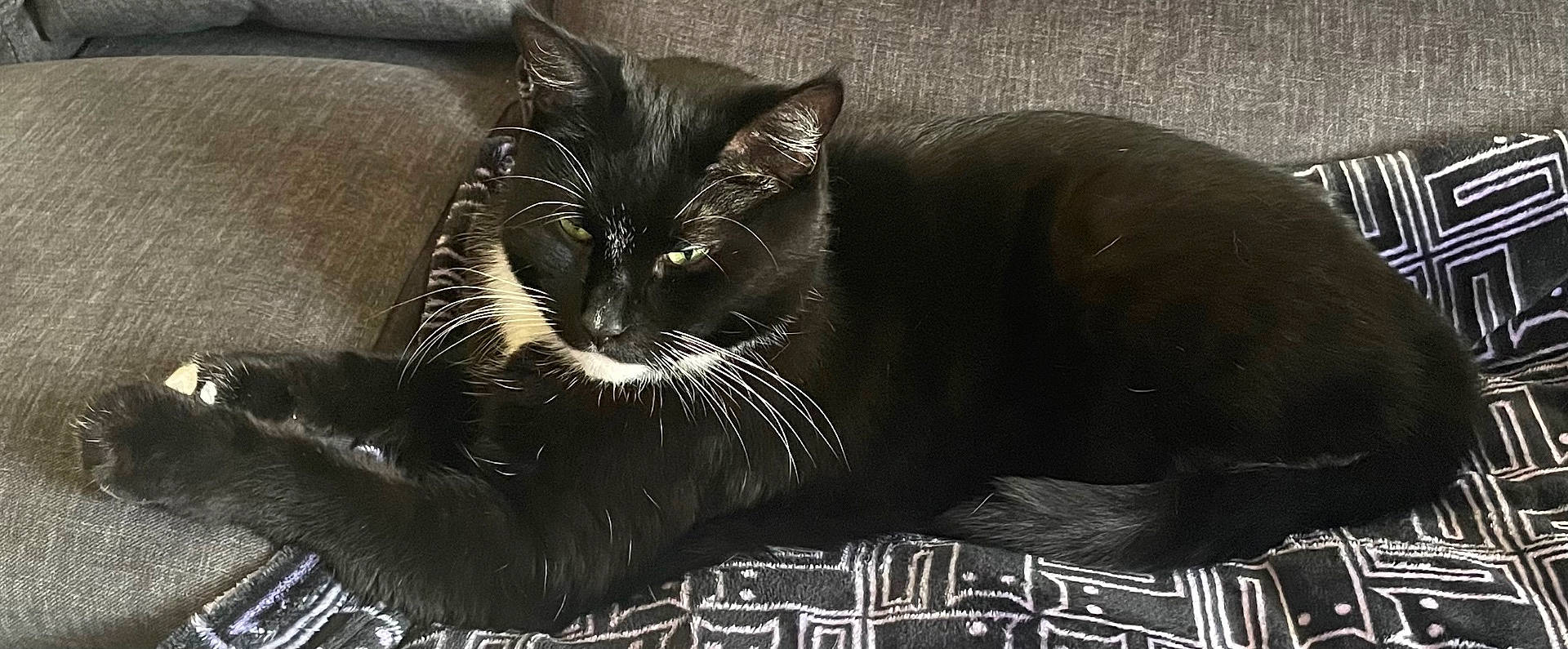 Zafar joined the competition — help win amazing prizes! animal, black_cat, blanket, cat, close_up, comfortable, couch, cozy, domestic_cat, feline, fur, home, indoor, patterned_blanket, pet, relaxed, resting, sitting, whiskers, white_whiskers