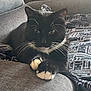 cat, black_and_white, whiskers, paws, couch, blanket, indoor, relaxed, pet, feline, fur, patterned, comfort, resting, closeup, animal, domestic, cozy, cute, portrait
