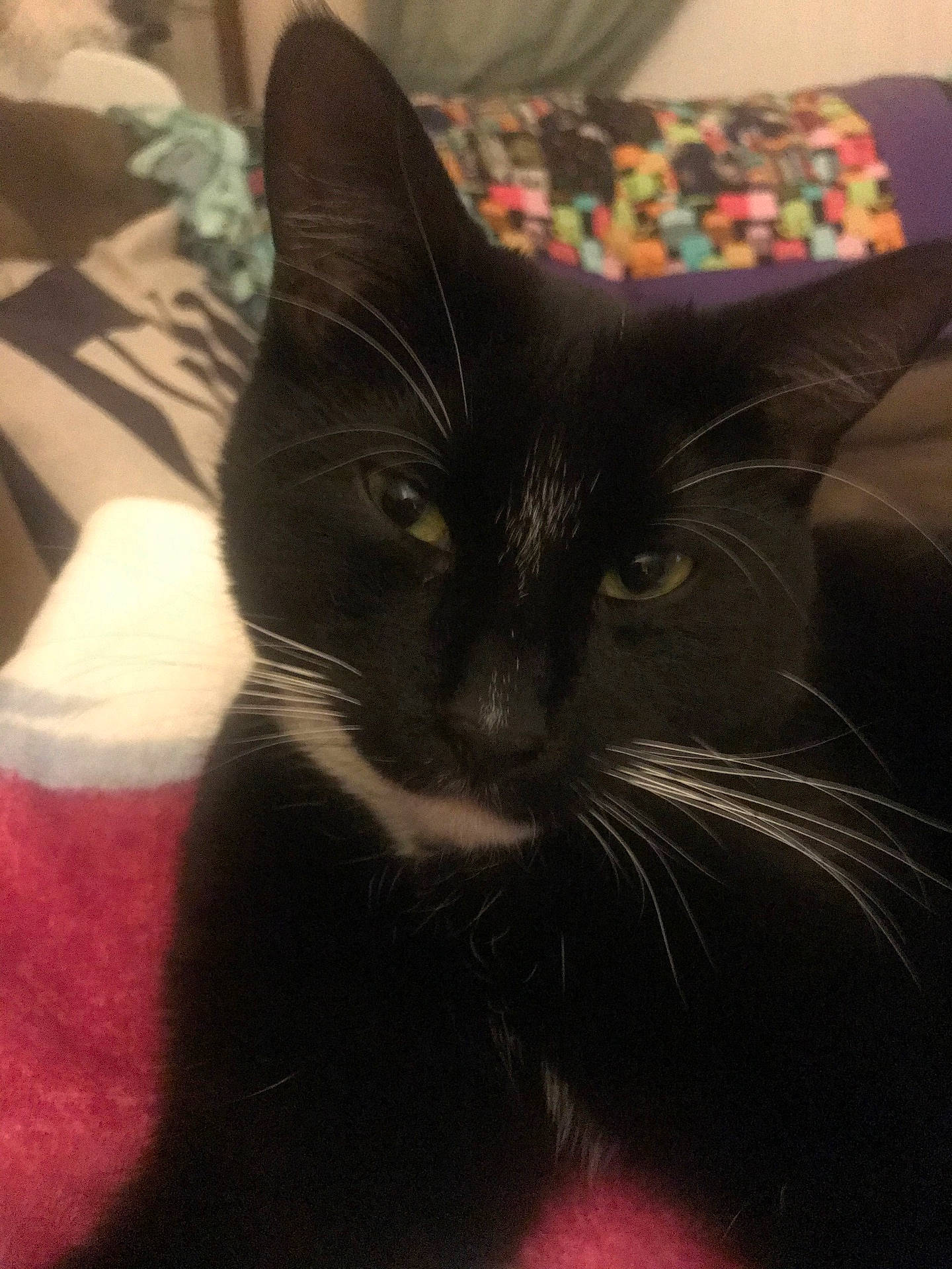 Zafar is registered to the contest to win money with this photo: animal, black_and_white, blanket, cat, close_up, colorful, cozy, cute, domestic_animal, feline, fur, indoor, mammal, pet, portrait, relaxed, resting, sleepy, tuxedo_cat, whiskers