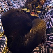 Zafar joined the competition — help win amazing prizes! cat, black_cat, whiskers, tongue_out, pet, animal, feline, fur, sleeping, cozy, blanket, pattern, indoor, cute, relaxed, resting, close_up, domestic_animal, soft, paw