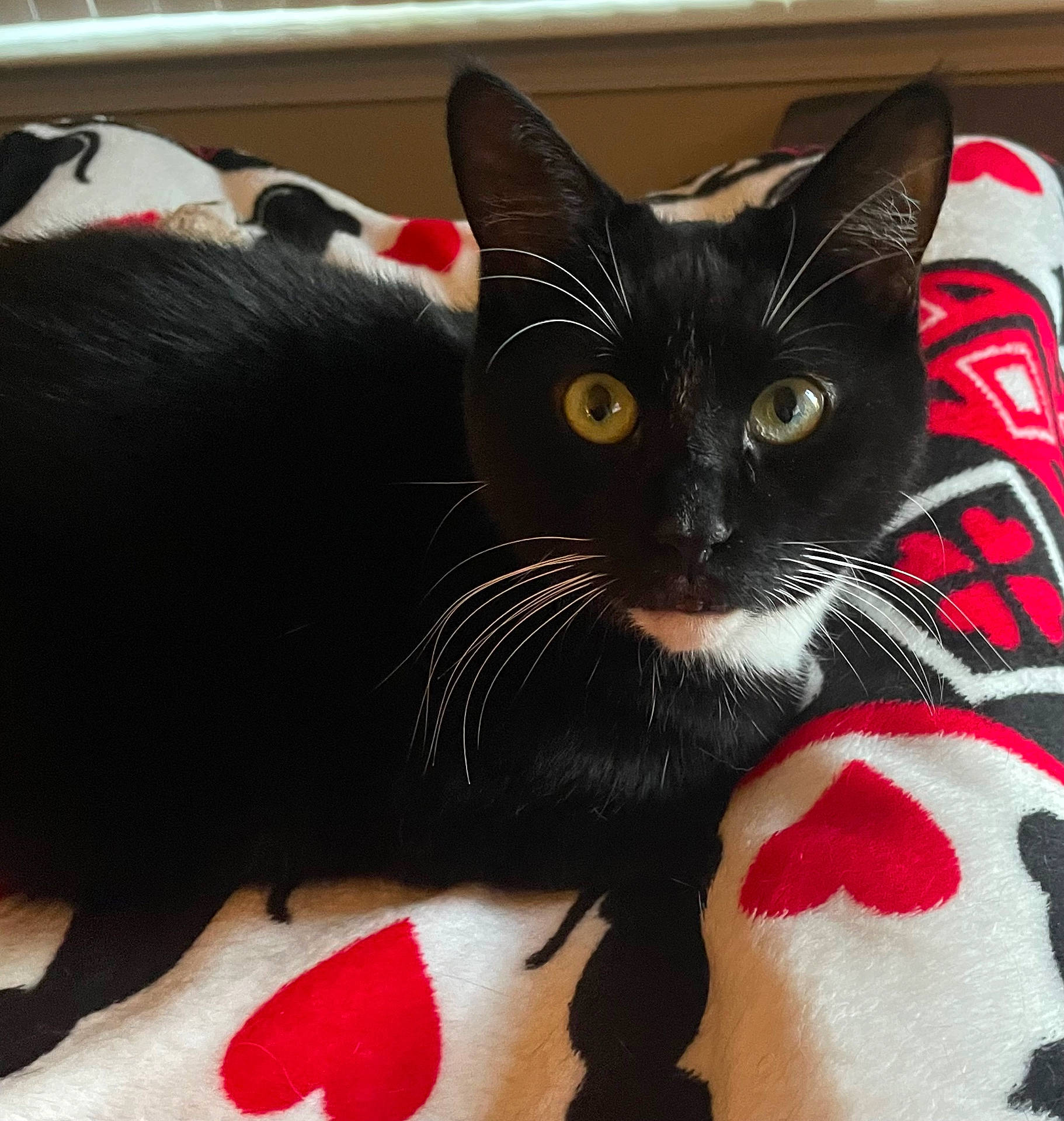 Zafar joined the competition — help win amazing prizes! animal, bedding, black_cat, blanket, cat, close_up, cozy, cute, ears, fur, heart_blanket, indoor, pet, portrait, staring, tuxedo_cat, whiskers, white_whiskers, window_sill, yellow_eyes