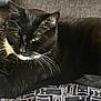 cat, tuxedo_cat, black_and_white, pet, animal, feline, indoor, couch, blanket, resting, relaxed, whiskers, fur, paw, ears, face, green_eyes, home, cozy, lounging