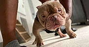 Tank Carter joined the competition — help win amazing prizes! bulldog, puppy, dog, indoor, floor, legs, socks, slides, reebok, pet, closeup, wrinkles, cute, animal, domestic, home, portrait, standing, flooring, human