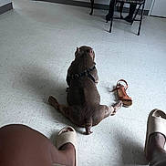Tank Carter joined the competition — help win amazing prizes! dog, floor, tile, indoor, harness, sandal, slippers, chair, table, door, legs, sitting, back_view, shadow, room, furniture, human_feet, brown_dog, black_harness, light