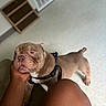Tank Carter joined the competition — help win amazing prizes! dog, pet, indoor, floor, human_hand, knee, harness, brown_dog, affection, close_up, wrinkled_face, companion, animal, friendly, sitting, person, home, shelving_unit, vent, flooring