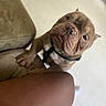 Tank Carter joined the competition — help win amazing prizes! animal, brown_dog, canine, close_up, companion, couch, cute, dog, domestic_animal, expression, friendly, fur, household, indoor, leash, looking_up, paw, pet, resting, wrinkled_face