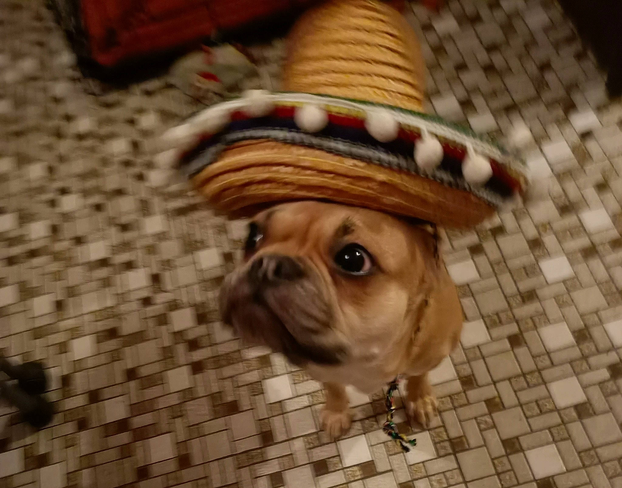 Qhanelle participe au concours pour gagner de l'argent avec cette photo : carnivore, companion_dog, costume_hat, dog, dog_breed, dog_clothes, dog_collar, dog_supply, fawn, flooring, fur, hat, leash, snout, sporting_group, sun_hat, toy_dog, wood, working_animal, wrinkle