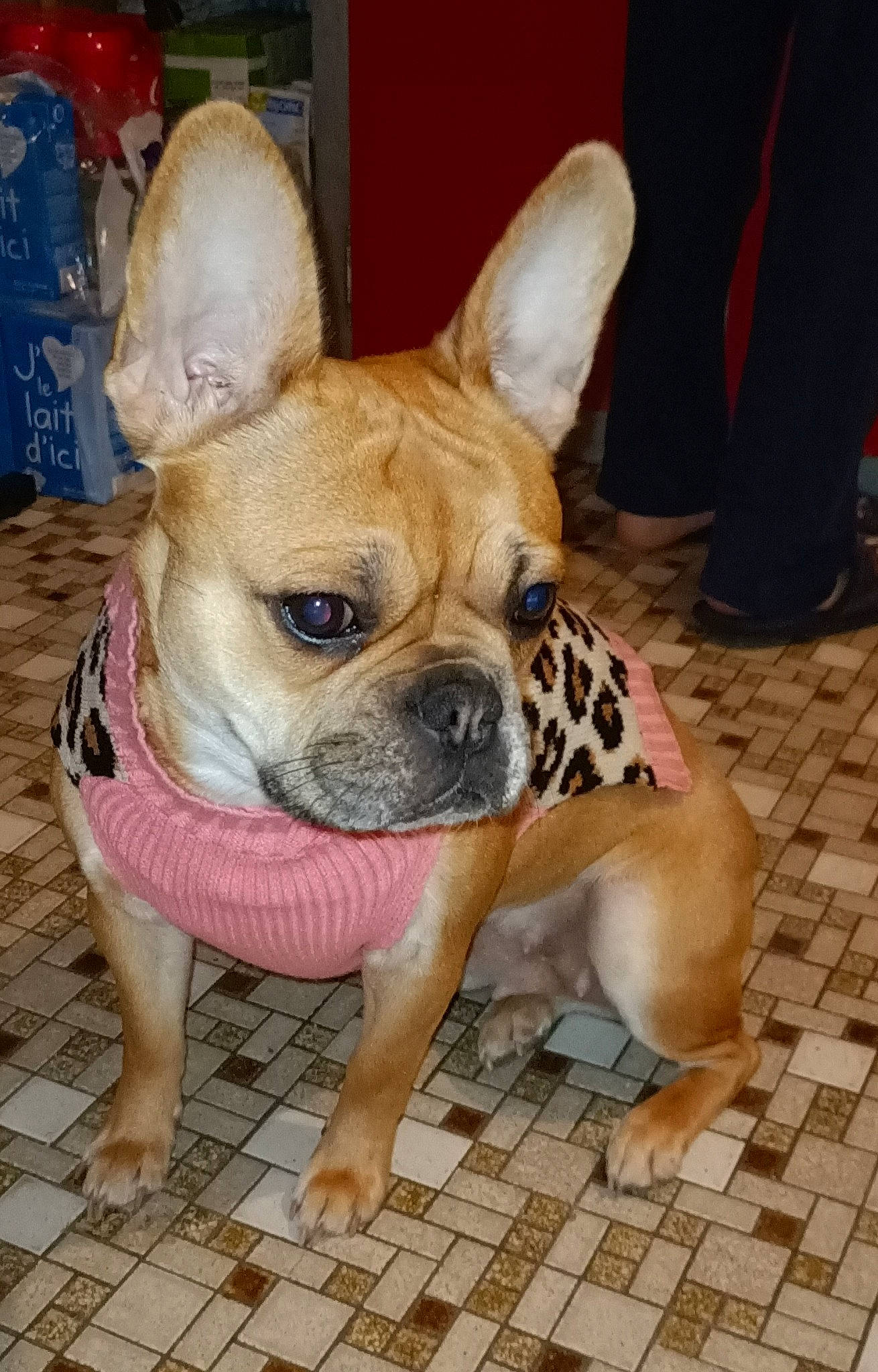 Qhanelle participe au concours pour gagner de l'argent avec cette photo : boston_terrier, bulldog, canidae, carnivore, companion_dog, dog, dog_breed, fawn, flooring, foot, grass, human_leg, molosser, snout, sporting_group, terrestrial_animal, toy_dog, whiskers, working_animal, wrinkle