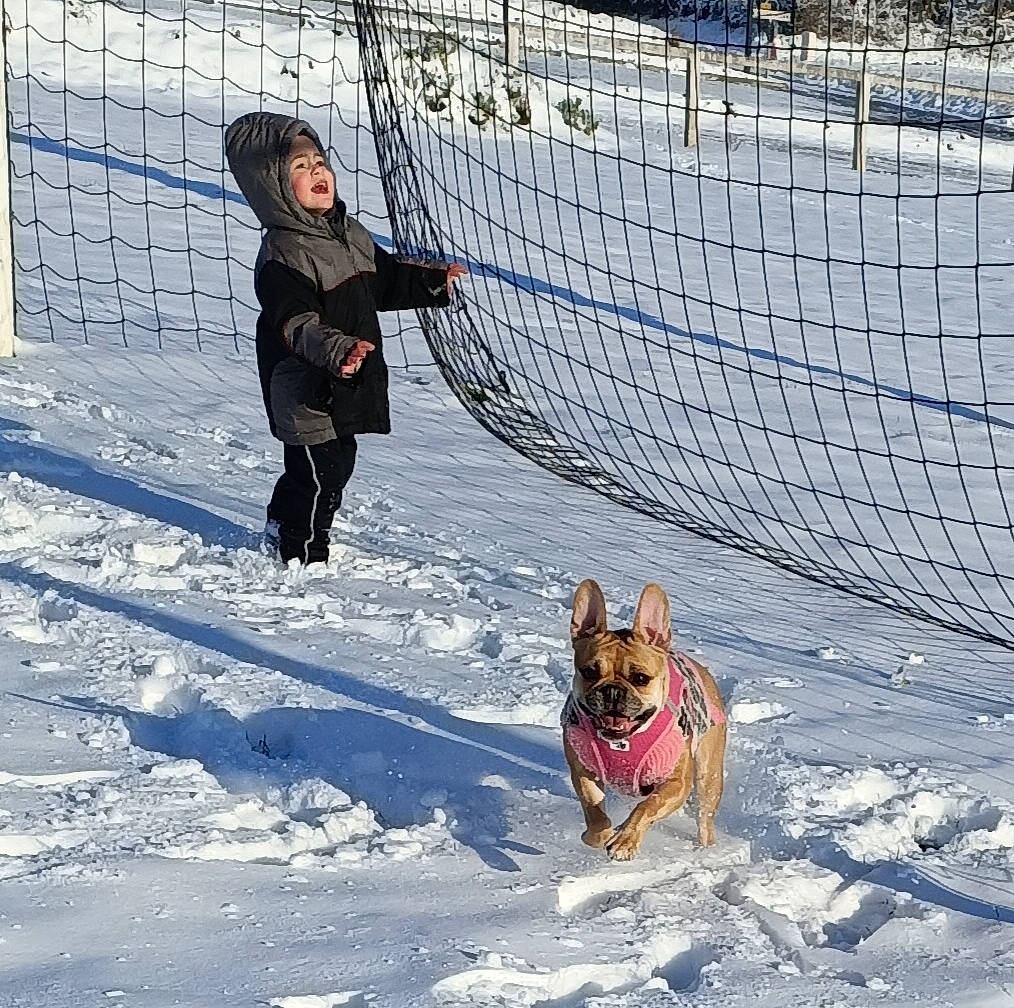 Qhanelle participe au concours pour gagner de l'argent avec cette photo : canidae, carnivore, collar, companion_dog, dog, dog_breed, dog_supply, fawn, fence, freezing, fun, leash, mesh, pet_supply, playing_in_the_snow, recreation, slope, snow, sporting_group, winter