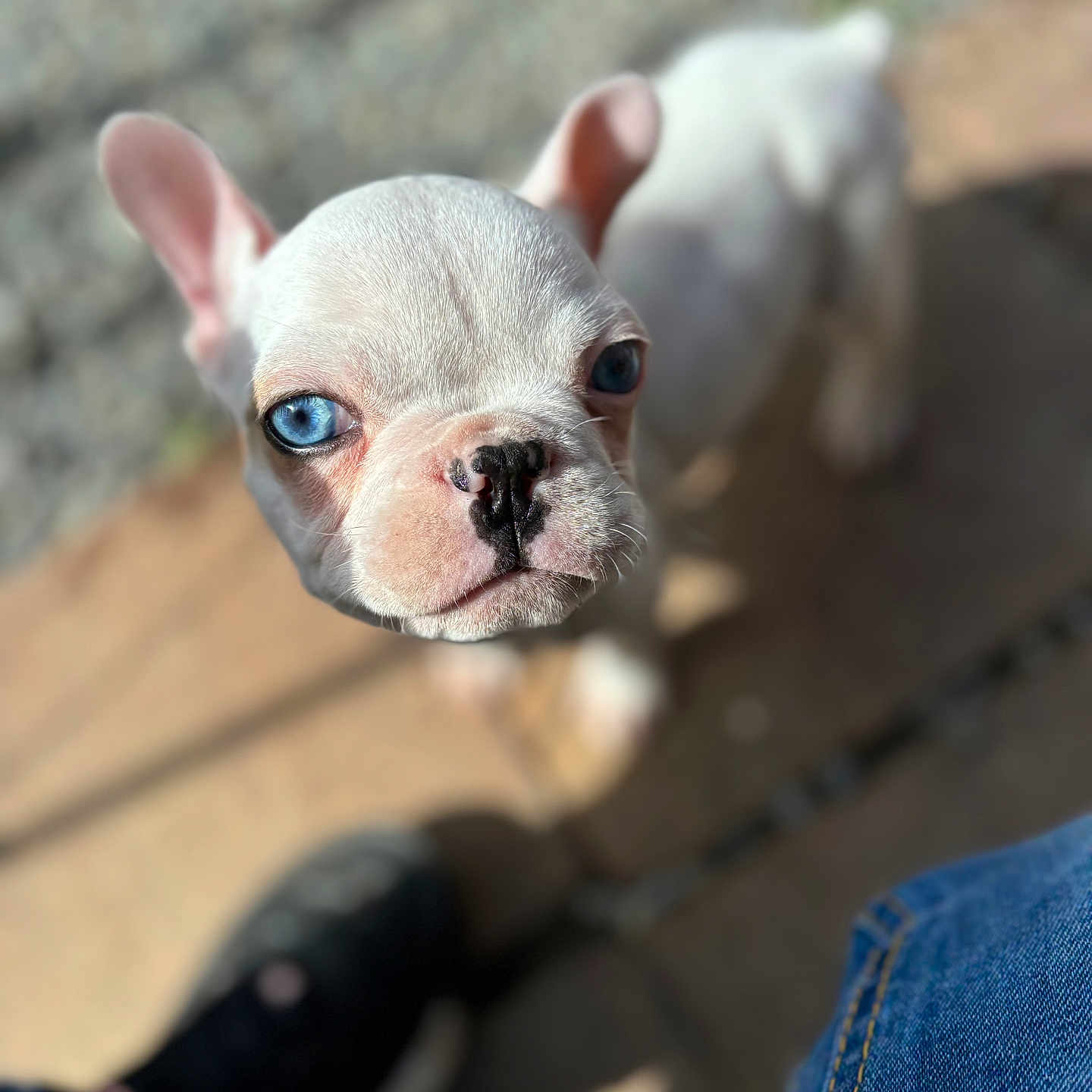 Markus a rejoint le concours — aidez-le/la à gagner de superbes lots ! animal, boxer, bulldog, canine, clothing, dog, frenchbulldog, jeans, pants, pet, pitbull, puppy, terrier, whitedog