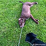 dog, leash, grass, outdoor, brown_dog, black_dog, playful, pet, animal, nature, field, canine, collar, fun, active, movement, summer, daylight, friendship, resting