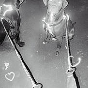 Bear is registered to the contest to win money with this photo: dog, dogs, leash, harness, night, black_and_white, pavement, reflective, pet, animal, sitting, two_dogs, outdoor, walking, hearts, light_effects, cute, companions, pets, canine