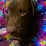 dog, brown_dog, pet, animal, face, eyes, long_eyelashes, filter, neon_stars, colorful, glow, magic, dreamy, indoor, closeup, portrait, cute, expression, soft_focus, decorative