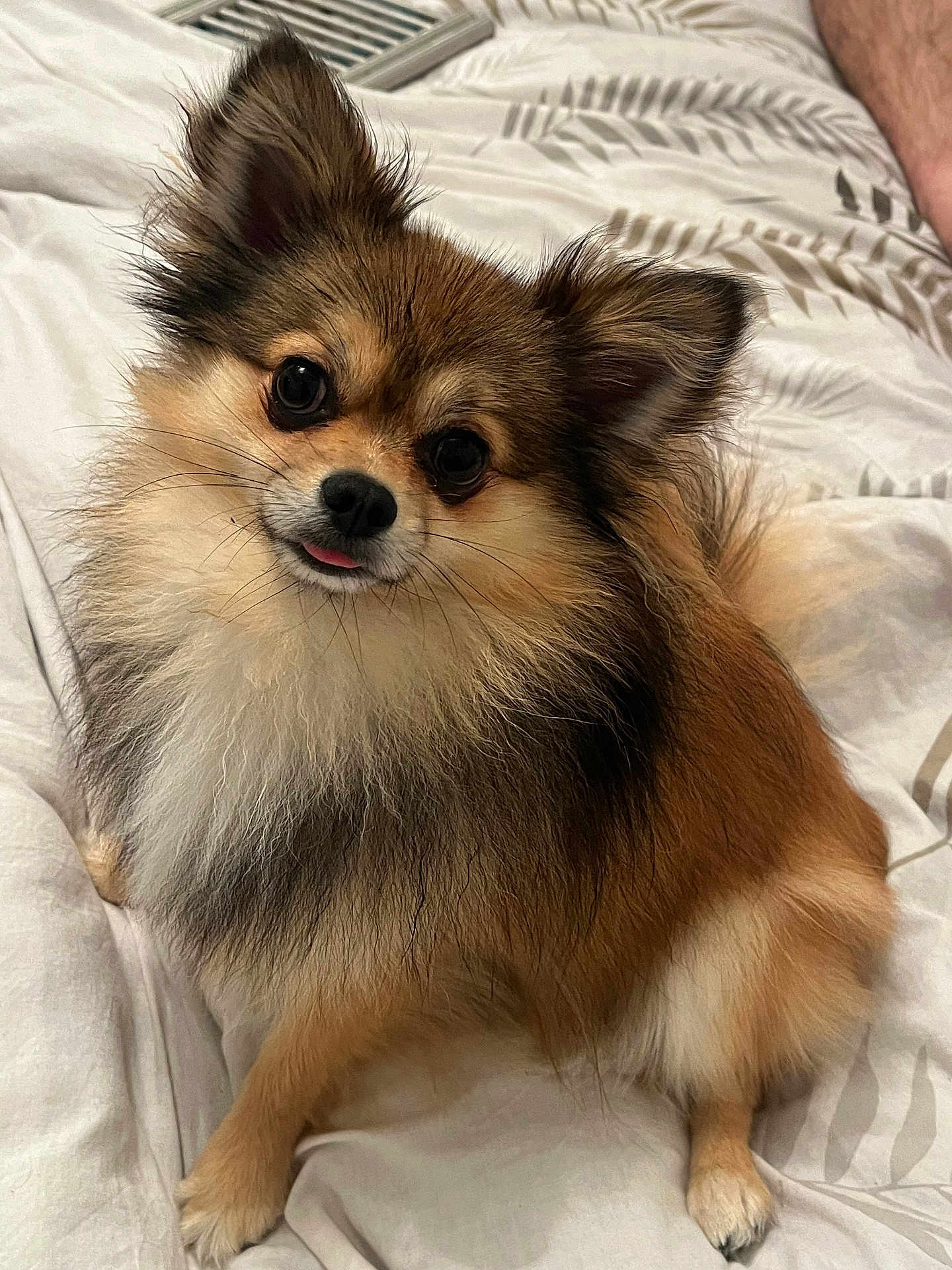 Knaki a rejoint le concours — aidez-le/la à gagner de superbes lots ! dog, pomeranian, fluffy, pet, animal, cute, tongue_out, bed, blanket, fur, small_dog, indoor, sitting, ears, face, whiskers, looking_at_camera, relaxed, companion, domestic