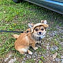 Knaki a rejoint le concours — aidez-le/la à gagner de superbes lots ! dog, small_dog, hat, leash, grass, gravel, car, outdoor, pet, cute, brown_fur, ears, animal, sitting, sun_hat, nature, summer, roadside, canine, friendly
